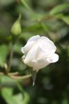 Delicate White Rose