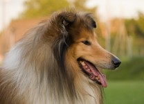 Dog Rough Collie Portrait