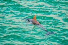Dolphin In An Ocean