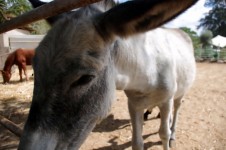 Donkey Close Up