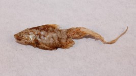 Dried Mummified Fish