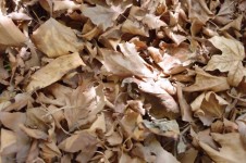 Dry Leaves Background
