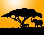 Elephant Silhouette At Sunset