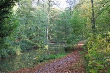 Fall Woods And Stream