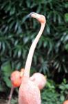 Flamingo Head Up With Long Neck