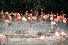 Flamingo On The Pond