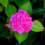 Flower, Pink Hydrangea