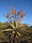 Flowering Aloe