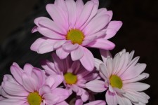 Four Pink Daisy Flowers Macro