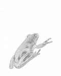Frog Clipart Illustration