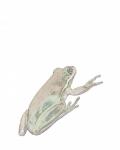 Frog Color Illustration Clipart
