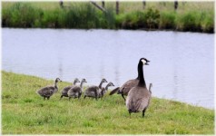 Geese With Goslings