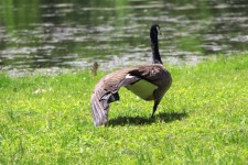 Goose Doing Aerobics