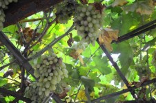 Grape Vine,