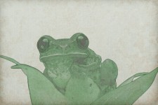 Green Frog Vintage Background