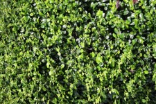 Greenery Wallpaper Grass