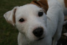Gypsy The Jack Russell