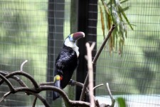 Hornbills In The Cage