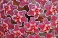 Hoya Waxvine Flower