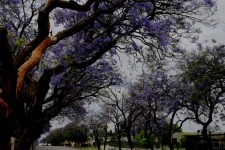 Jacaranda Tree, Flowering