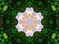 Kaleidoscope With Pink Flower