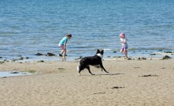 Kids Dog Beach Fun