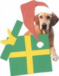 Labrador Retriever In Gift Box