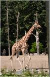 Long Neck Giraffe 5