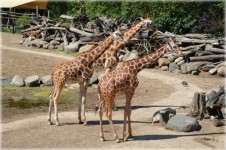 Long Neck Giraffe 1