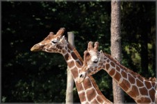 Long Neck Giraffe 2