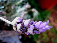 Lavender Sprig