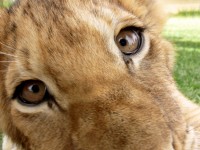 Lion Cub Face Closeup