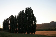 Lombardi Poplar Trees, Free State