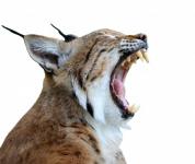 Lynx, Bobcat Isolated