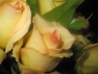 Macro Yellow Flower Rose
