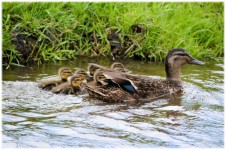 Mom With Ducklings 1