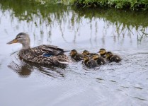 Duck With Ducklings 2