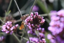 Moths On Purple Flowers