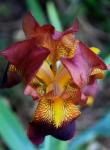Multicolored Iris