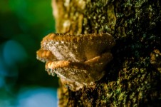 Mushroom On A Tree