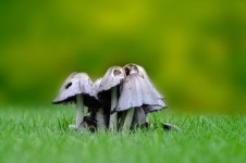Mushroom On The Grass