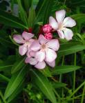 Oleander Flower
