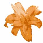 Orange Lily Flower Clipart