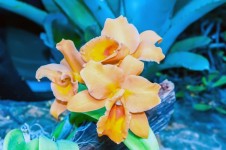 Orange Orchids