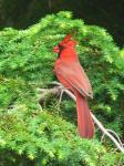 Painting Of A Red Cardinal