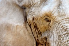 Painting Of Elephant's Eye