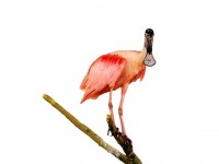 Painting Of Roseate Spoonbill