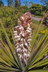 Palm Tree Bloom