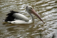 Pelican Swimming On The Water