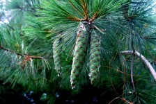 Pine Cone Cluster  (b)